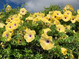 Image result for Ipomoea prismatosyphon