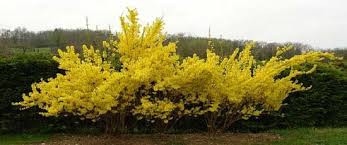 Pruning Forsythia Pruning Forsythia Forsythia Bush Forsythia
