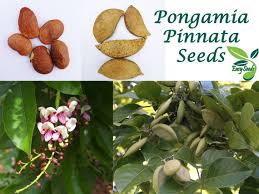 Image result for Millettia pinnata