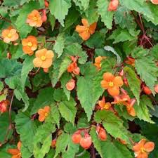 Image result for Begonia sutherlandii