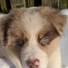 Sometimes, you may find dogs and puppies for free to. Australian Shepherd Puppies For Sale Puppyspot