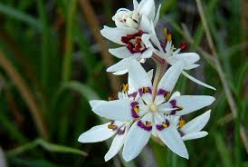 Image result for Wurmbea