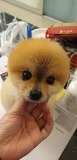 Lorong pandan, taman kenanga seksyen 1, 75200, melaka. Dog Cat Grooming At Taman Pandan Indah Bandar Melaka Malacca Pet Caring Petbacker Melaka