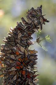 Zenfrogyeah Beautiful Butterflies Monarch Butterfly Butterfly Sanctuary