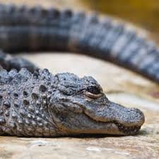 Large-Scale Alligator Farming Affects Florida Tanneries And Small Businesses