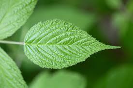 Image result for leaf