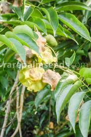 Image result for Pterocarpus