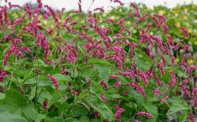 Image result for Persicaria