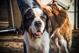 Maybe you would like to learn more about one of these? Central Valley Rescue Program