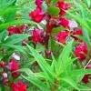 Jenis bunga pacar air memiliki nama latin impetiens balsamina l. 1