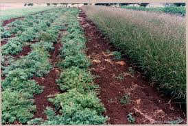 Image result for Indigofera schimperi