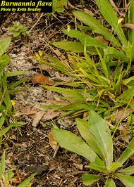 Image result for Burmannia