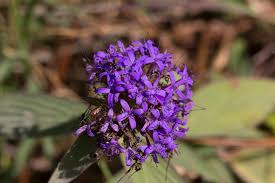 Image result for Conostomium zoutpansbergense