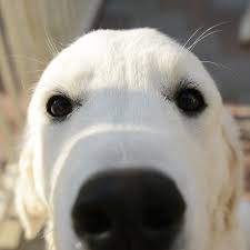 Check spelling or type a new query. Golden Retriever Breeder Chadwick S Goldens