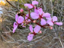 Image result for Dichaetanthera