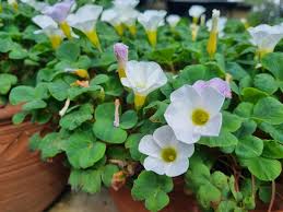 Image result for Oxyanthus pyriformis