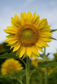 List Of Free Sunflower Wallpapers Download Page 4 Itl Cat Bunga matahari adalah tanaman yang enak dipandang dan mudah untuk perawatannya. sunflower wallpapers download