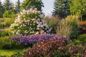 Image result for hydrangea paniculata vanille fraise