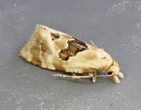 Image result for Bertiera angusiana