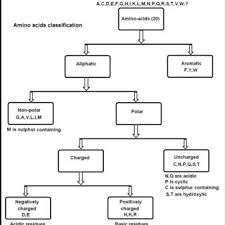 7 A Property Based Classification Of The 20 Amino Acid