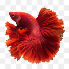 I found him on the floor still alive and put him in his bowl. Siamese Fighting Fish Png Fish Fishing Fight Fishes Fishing Rod Koi Fish Fishing Net Fighting Aquarium Fish Jumping Fish Fish Aquarium Cleanpng Kisspng