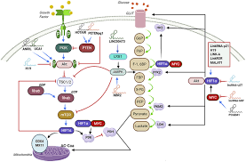 Researchers at shinshu university in japan found that glycolysis is involved in immunosuppression by polyphenols. Regulation Of Glycolysis By Non Coding Rnas In Cancer Switching On The Warburg Effect Molecular Therapy Oncolytics