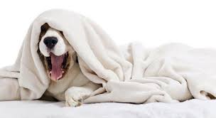 Why Does My Dog Sleep Under The Covers Proud Dog Mom Sleeping Dogs Dog Lovers Dog Friends