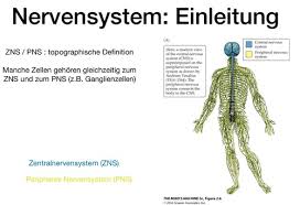 1 oligodendrozyt umgibt mehrere axone; Histologie Des Nervengewebes Flashcards Quizlet