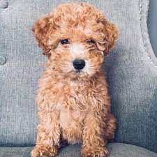 Curly Caramel Goldendoodle Puppy Just For You Goldendoodle Puppy Puppies Mini Goldendoodle Puppies