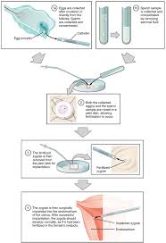 28 1 Fertilization Anatomy And Physiology