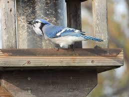 Bird Travel Photos Birding Sites Bird Information Blue Jay The Birdhouse Nature Store Presqu Ile Pa Blue Jay Bird Houses Bird Photography