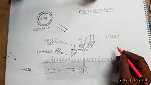 Check spelling or type a new query. How To Draw Photosynthesis Easy Outline Diagram Youtube