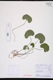 Image result for Centella asiatica