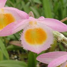 Image result for Bulbophyllum schinzianum