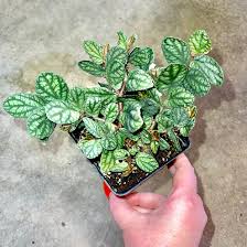 Image result for Polystachya delepierrei