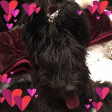 If you have puppies for sale please visit this page! F1 Labradoodle Puppies For Sale Scotland Bmo Show