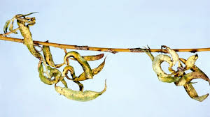 Image result for venturia saliciperda willow tree