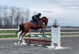 Download and print these horse jumping coloring pages for free. Horse Show Jumping A Complete Beginners Guide