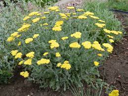 Marvelous Moonshine Yarrow Yarrow Plant Landscaping Plants Plants