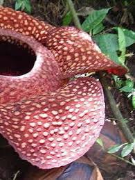 Up to 1 m (up to 3.3 ft). Rafflesia Species Corpse Lily Corpse Flower Rafflesia Arnoldii
