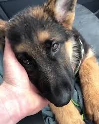 According to the fci, the breed's english language name is german shepherd dog. German Shepherd Shop Home Facebook