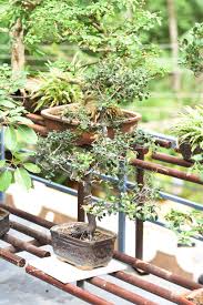 La senda o camino do del bonsái, es un camino muchas veces solitario, pero lleno de amor, porque aquel que ama a un pequeño árbol, está capacitado para amar al resto de los seres. Jaya S Bonsai A Botanist And Her Bonsai Garden Kochi News Times Of India