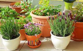 How to plant flowers in your garden. Container Gardening How To Grow Flowers In Pots Today S Homeowner