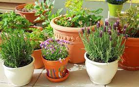 Flower container gardening ideas that are beautiful and lush. Container Gardening How To Grow Flowers In Pots Today S Homeowner