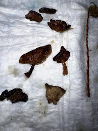 9.5yo FS golden retriever presented to ER from Essex, NY, USA. Ingested  around 4:45pm