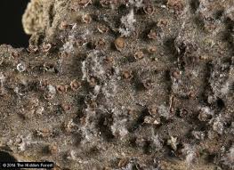 Image result for Melanospermum