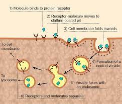 This Type Of Endocytosis Makes Use Of Receptors Attached To The Cell Membrane To Engulf Molecules It Is Also Referred Membrane Cell Membrane Plasma Membrane