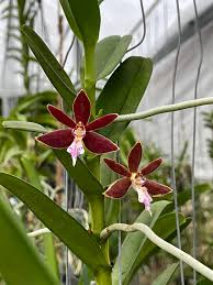 Image result for Tristellateia africana