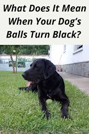 It Might Be Quite Scary When You Notice Your Dog S Balls Turning Black What Does It Mean When Your Dog S Balls Turn Black Is It Someth In 2020 Dog Ball Dogs