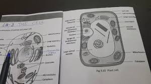 Chloroplasts, the cell wall, and vacuoles. Icse Class 6 Biology Ch 3 The Cell Youtube